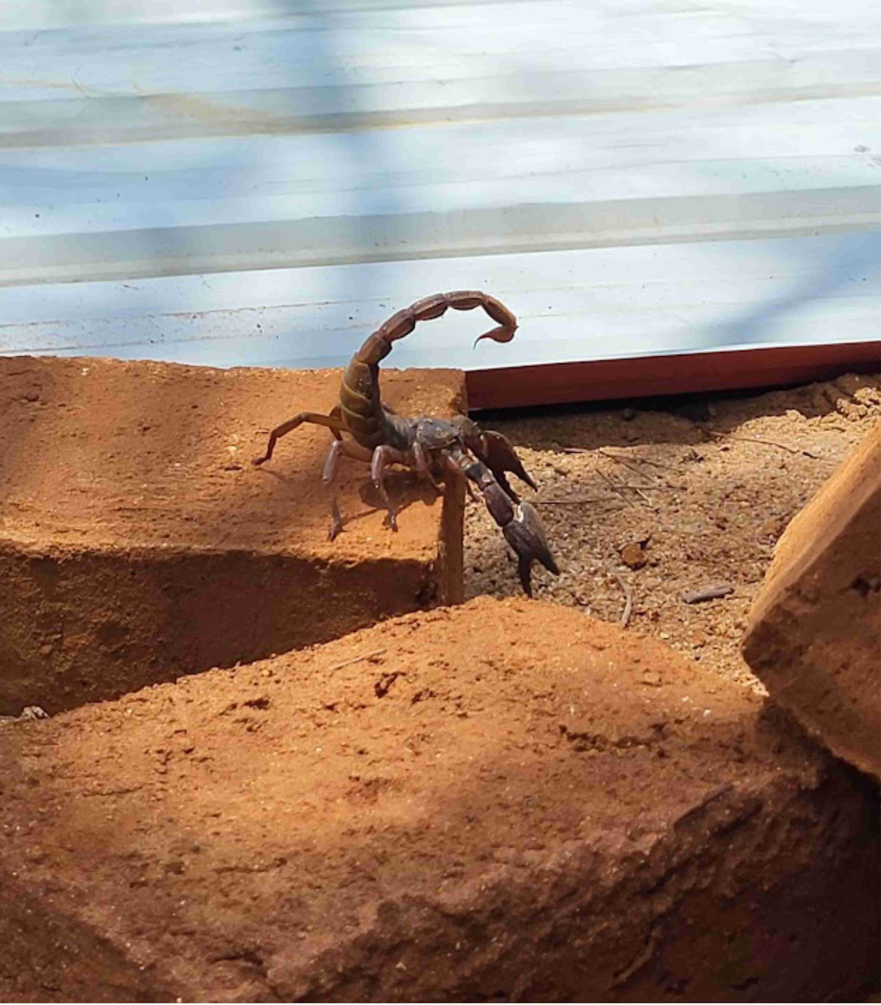 Skorpion auf der Baustelle in Sri Lanka